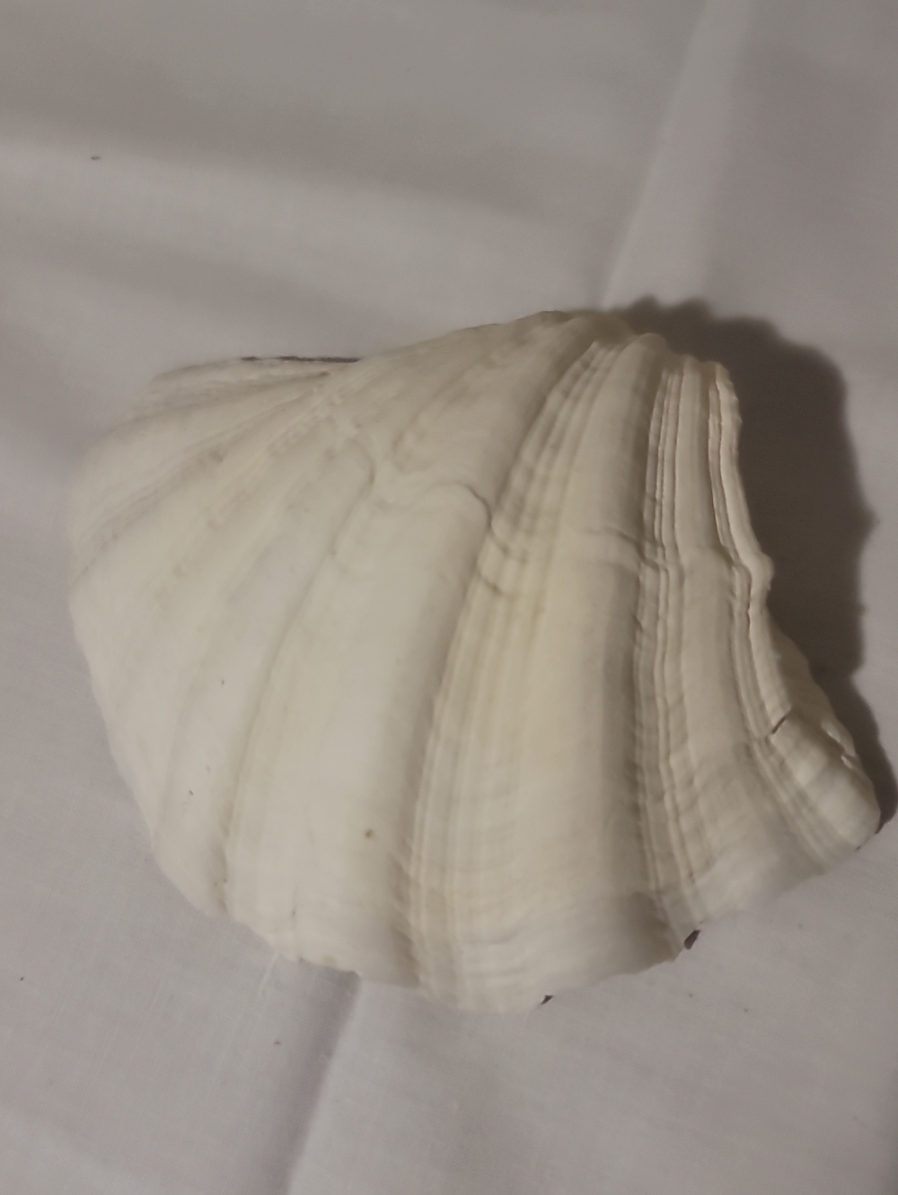 Handcrafted Trinket Shell - Picture 6 of 8